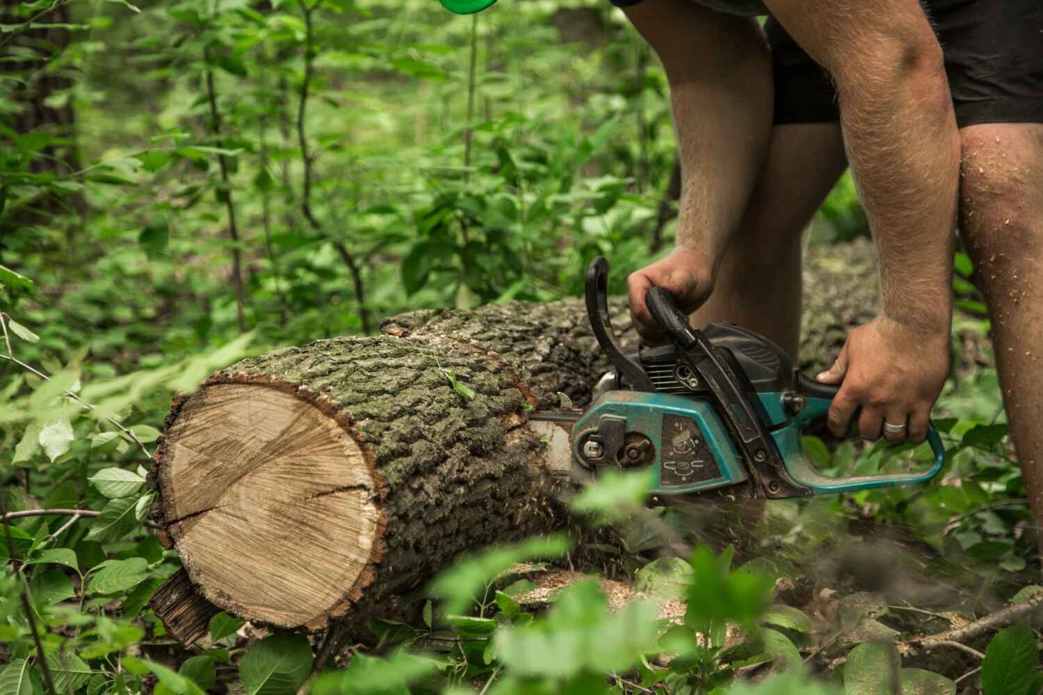 The Steps Involved in Our Tree Care Process in Freeport, FL